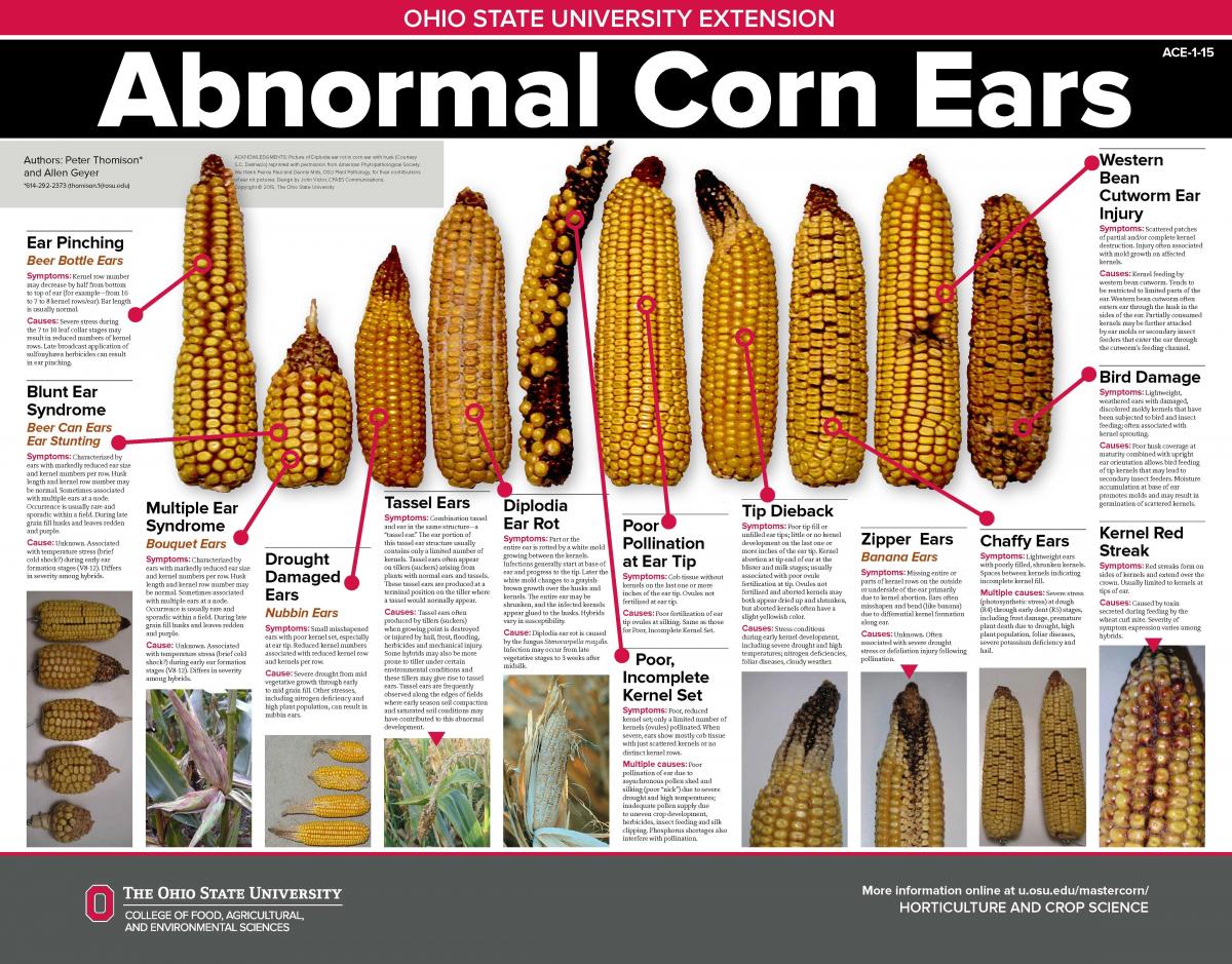 troubleshooting for corn