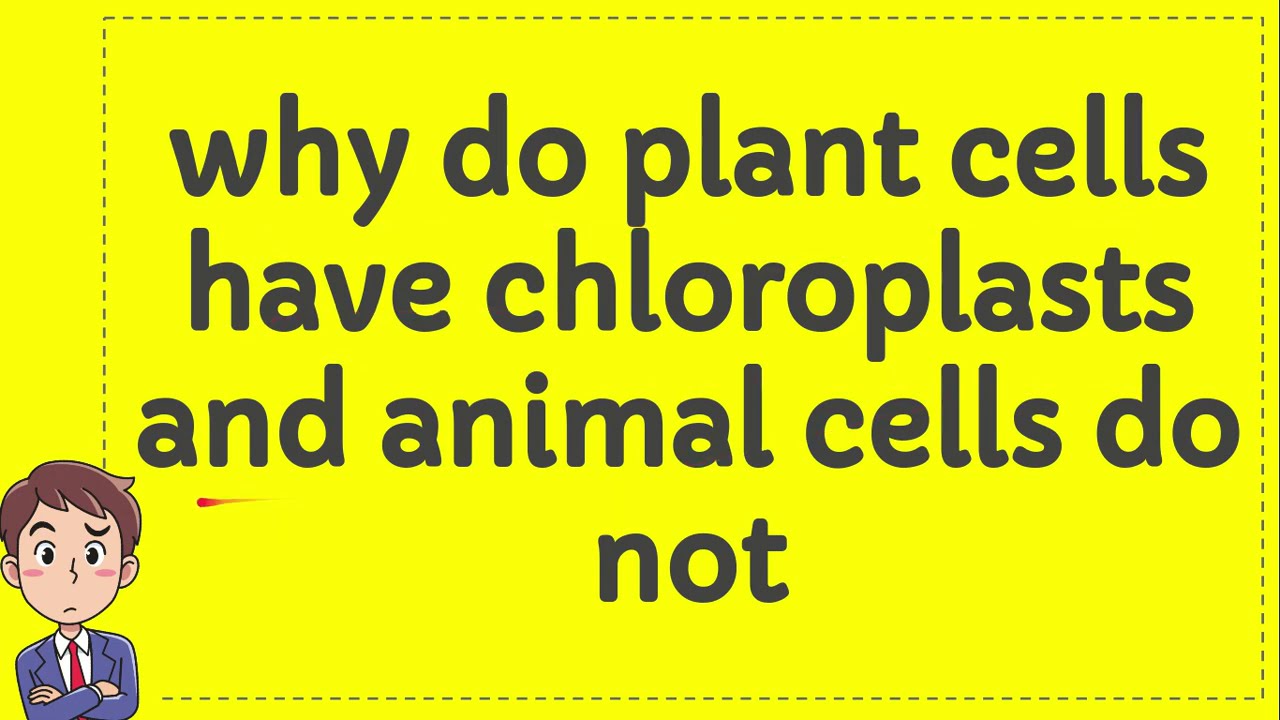 why photosynthetic tissues are not found in animals